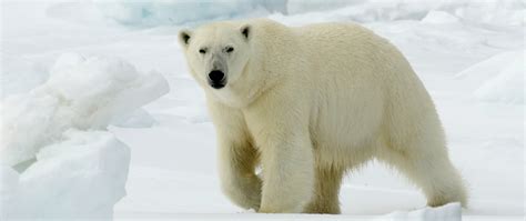 The polar bear - Greenland Travel EN