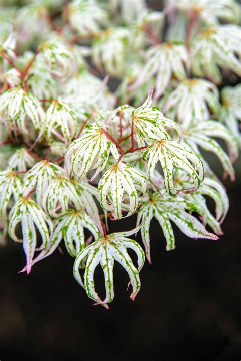 Acer palmatum 'Ukigumo' Japanese Maple | Conifer Kingdom