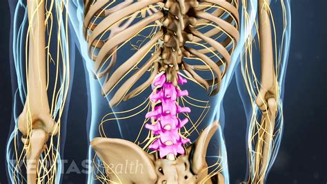 Lumbar Spine Anatomy