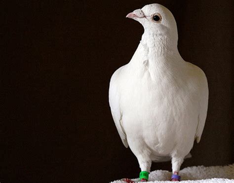 Homing Pigeons - Doveline.com