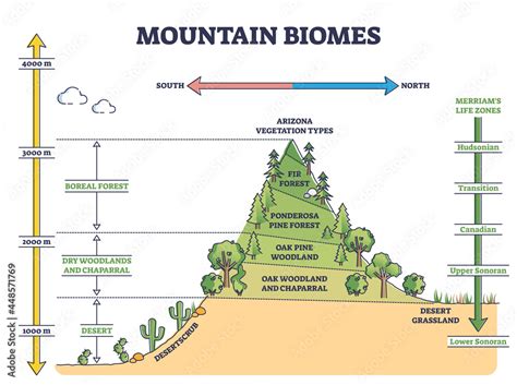 Mountain biomes with altitude and merriams life zones axis outline diagram. Educational climate ...