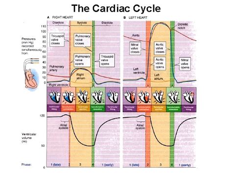 The Cardiac Cycle The Heart Wiggers Diagram Walk