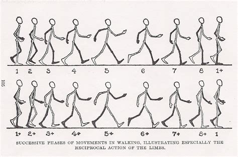 Animation Techniques: 2D WALK CYCLE