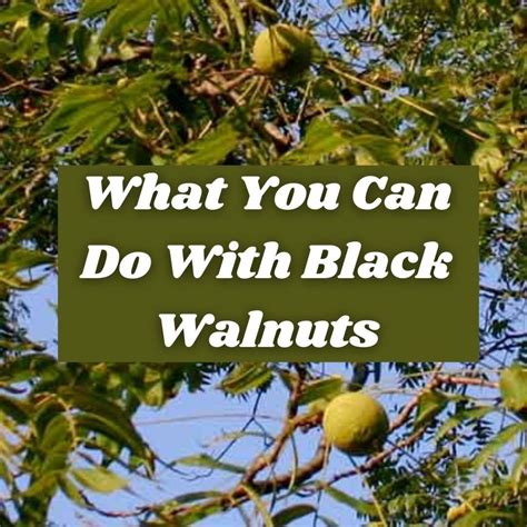 About Black Walnut Trees