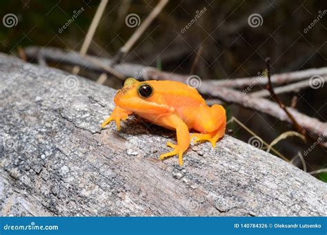 Albino Frog on on a Branch. Stock Photo - Image of natural, branch: 140784326