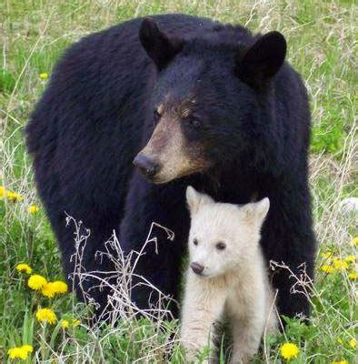 White Wolf : Incredibly rare albino bear cub with her mom spotted in ...