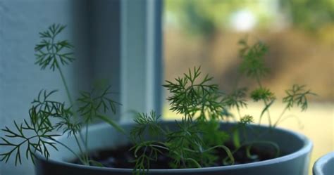 How to Grow Dill Indoors - Gardening Channel