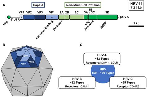 Frontiers | Rhinovirus Biology, Antigenic Diversity, and Advancements in the Design of a Human ...