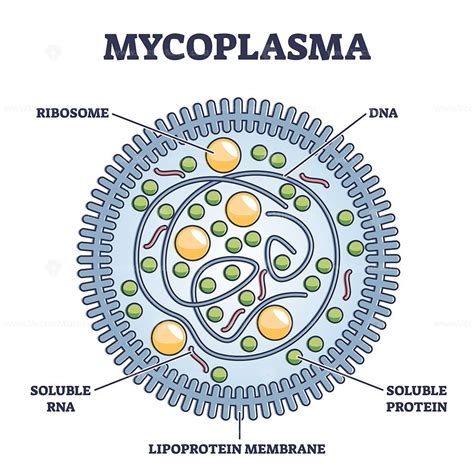 Mycoplasma infection respiratory illness, vector illustration diagram ...