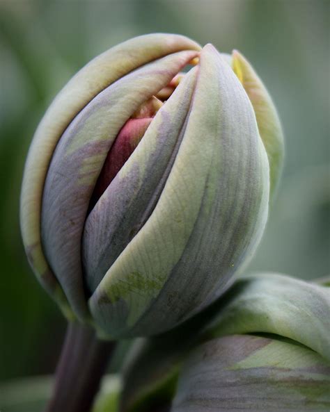 Tulip Bud Photograph by Joseph Skompski - Fine Art America