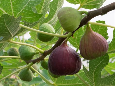 Fig | Description, History, Cultivation, & Types | Britannica