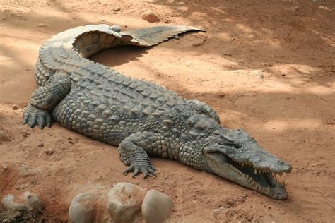 Crocodile Anatomy - Crocodile Facts and Information