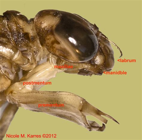 Notes on Urban Ecology: The prementum and other insect mouthparts