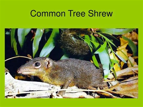 PPT - Common Tree Shrew PowerPoint Presentation, free download - ID:6194090