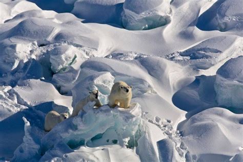 Polar bears at their Arctic Kingdom | Guide to Greenland