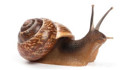 Snail Animal Facts | Achatinoidea | AZ Animals