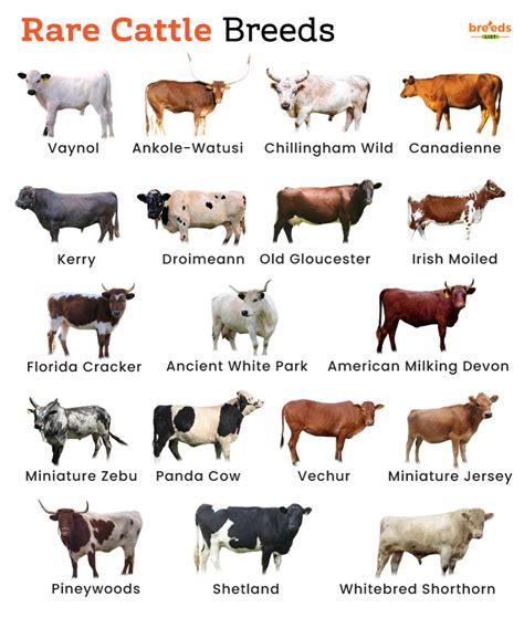 Rare Cattle Breeds With Pictures