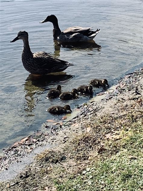 Baby Ducks At Glenview Pond - Villages-News.com