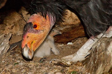 California Condors at Pinnacles - Pinnacles National Park (U.S. National Park Service)