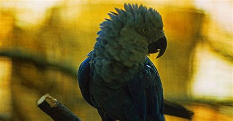 Blue Spix's Macaw that Inspired Movie 'Rio' Extinct in the Wild