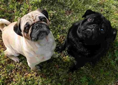 8 Most Interesting Pug Training Tips To Master