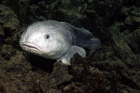 Blobfish Swimming