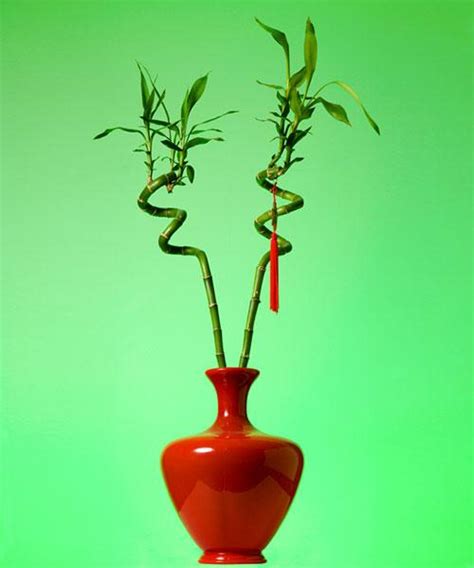 10 Beautiful Pictures of Lucky Bamboo Arrangements | LoveToKnow