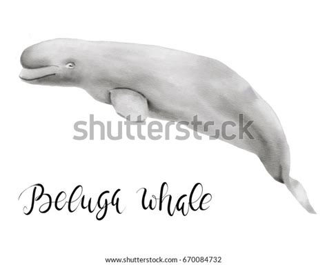 Beautiful Watercolor Illustration Beluga Whale Isolated Stock ...