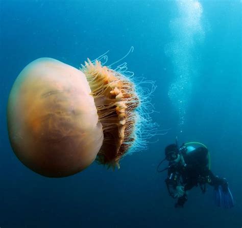 Lion’s Mane Jellyfish Facts, Size, Weight, Lifespan, Pictures