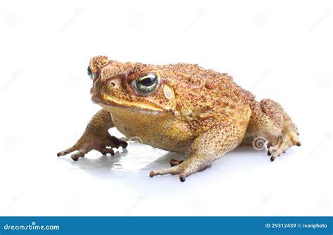 Toxic cane toad stock image. Image of poisonous, marinus - 29312439