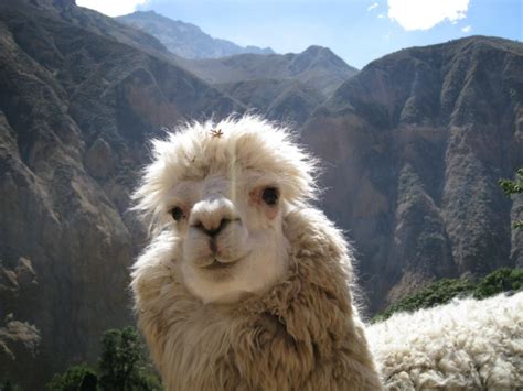 Happy to be a llama today