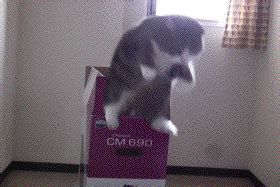 Cat Jumping GIF - Find & Share on GIPHY