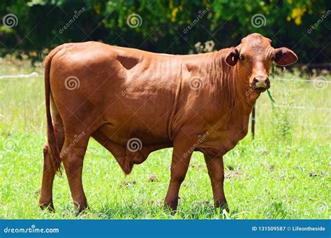 Brangus Cattle Bull Stock Photography | CartoonDealer.com #35249264