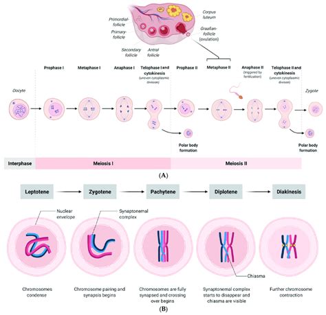 (A) Scheme showing the processes of meiosis I and II of the human ...