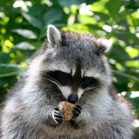 Raccoon Removal Vancouver › All Green Pest Control