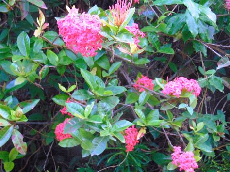 Our garden has many Ixora varieties / myLot