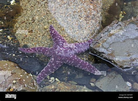 A purple sea star Stock Photo - Alamy