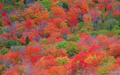 Fall Colors Wallpaper Backgrounds - Wallpaper Cave