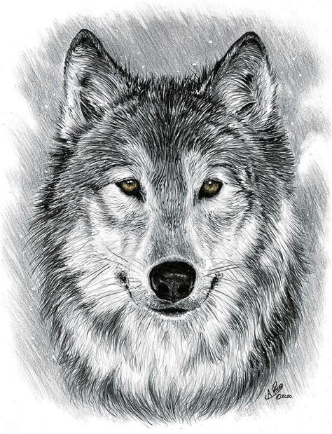 Simple Gray Wolf Drawing