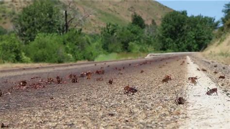 Mormon crickets swarm busy Idaho highways | ktvb.com