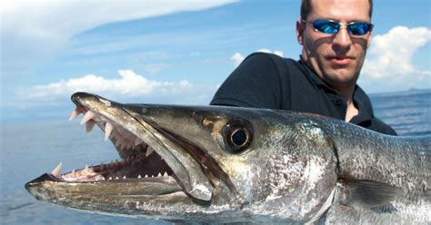 Barracuda Teeth: Sharp and Dangerous (Facts and Pictures)