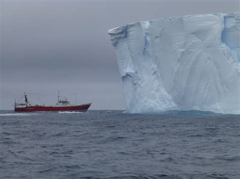 Antarctic Blue Whales Found With Sound |Endangered Species | Live Science