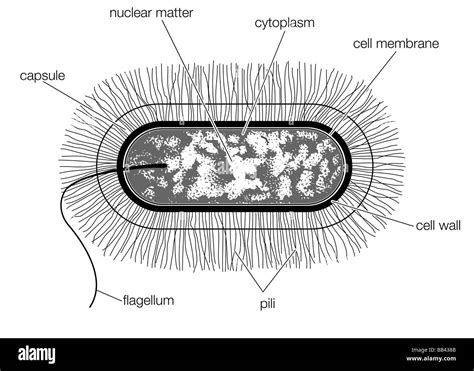 Typical Cell Structure