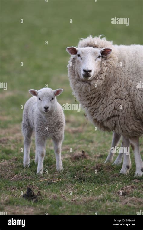 Ewe with a lamb Stock Photo - Alamy