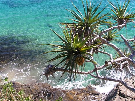 Noosa National Park, Australia Free Photo Download | FreeImages