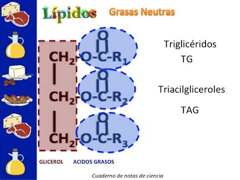 Lípidos saponificables: lípidos simples - YouTube