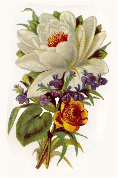 ArtbyJean - Paper Crafts: Two vintage flower prints