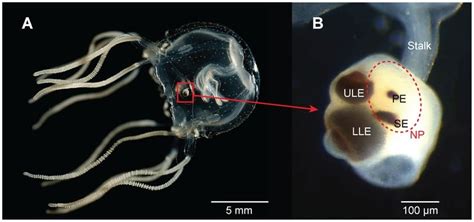 Do Jellyfish Have Brains? How Do They Function Without A Heart Or Brain?