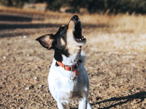 Excessive Barking Dog Training in San Luis Obispo | DognPooch