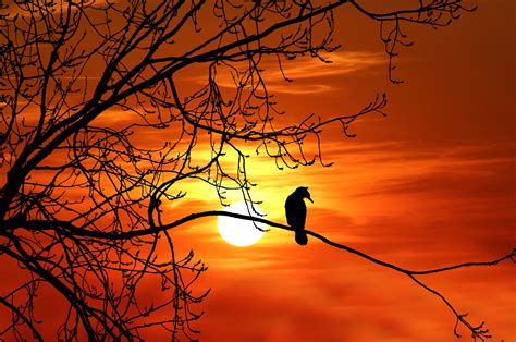 Bird Tree Sunset Silhouette Free Stock Photo - Public Domain Pictures